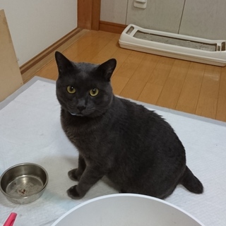 ロシアンブルーもどきな人馴れバツグンすりごろ大くん