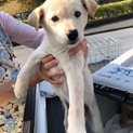 生後3か月仔犬 女の子