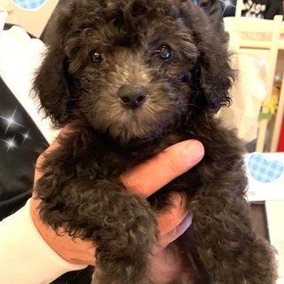 個体番号：I-M619　トイプー仔犬♪ ☆再募集☆