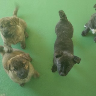 里親様決定しました！