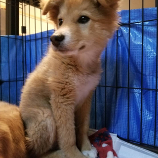 トライアル決定　好奇心旺盛なライオン丸くん