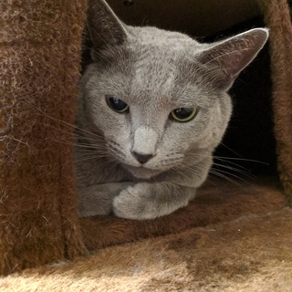 【募集】ロシアンブルー（男）