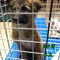 トライアル決定　おとなしくかわいい狸ちゃん