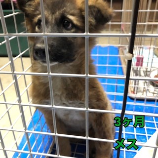 トライアル決定　おとなしくかわいい狸ちゃん