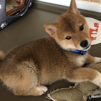 月見