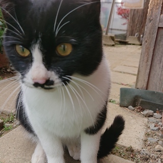 おめめくりくりちょび髭ハチワレ君！