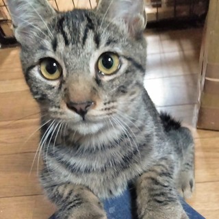 あまえんぼうのキジの男の子じんべー君