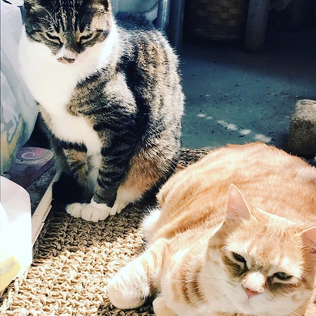 たまごふりかけ７のカバー写真