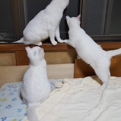 叔父ちゃん。かんばっーく！