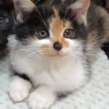 愛嬌のある三毛の女の子　まるちゃん