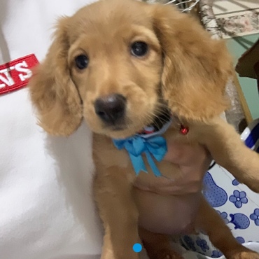 初めてうちに来た時の やまと♡生後3ヶ月