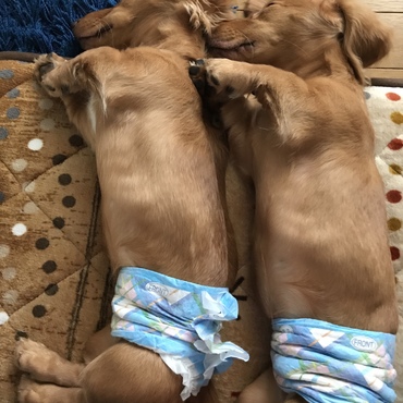 さすが兄弟！寝相も まるで鏡（笑）