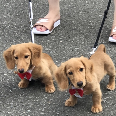 初めてのお散歩デビュー✩.*˚この頃 恐る恐るのお散歩だったね(^ω^)