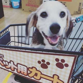 ネグレクトの末センターに持込されたビーグル