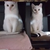 お茶目な白猫親子です。 サムネイル4