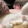 もも