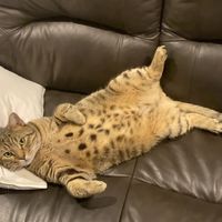 アディス