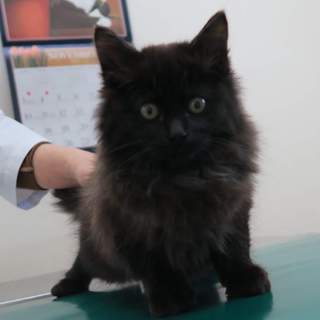仔猫ひとみちゃん里親さん募集