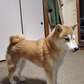 成犬です。長期出張の為飼えなくなりました。