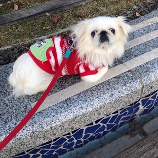 ２歳　ペキニーズ　女の子