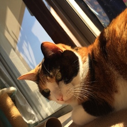 はじめました、ペットのおうち！（初投稿）