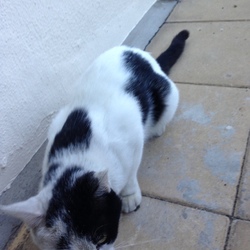 「はじめました、ペットのおうち！（初投稿）」サムネイル2