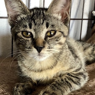 幸運のトルネードしっぽのキジ君です