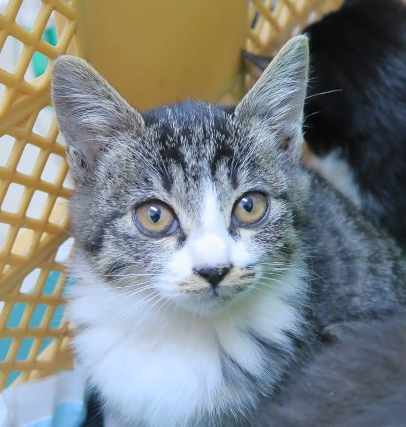 マフラーねこ、ほのかちゃ」群馬県 - 猫の里親募集(293126) 1