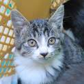 マフラーねこ、ほのかちゃん里親さん募集