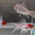 金魚の里親さん募集してます。