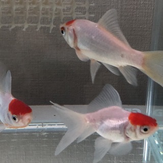 金魚の里親さん募集してます。