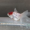 金魚の里親さん募集してます。 サムネイル2