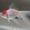 金魚の里親さん募集してます。 サムネイル3