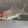 金魚の里親さん募集してます。 サムネイル4