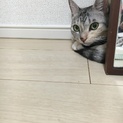 1歳と半年くらいのメス、保護猫です。