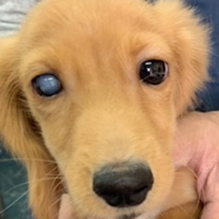 ダックス男の子