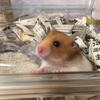 チョコ