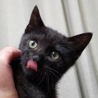 募集一時停止　人馴れ甘え黒猫男子★ツバキ君