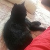 JOKER♡パパの猫です。めっちゃ可愛くないですか？