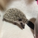 新しく募集します。
