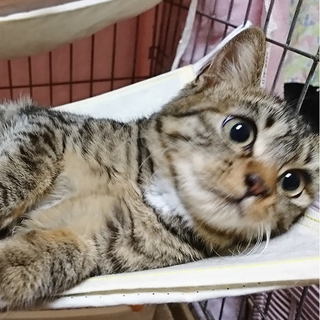 生後3ヶ月半★キジ白の女の子