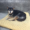 老犬の方が顔がまろやかになってかわいい笑