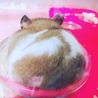 ぽぽたん3