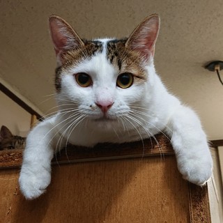 好奇心旺盛、若武者　はっちゃん（ハル）