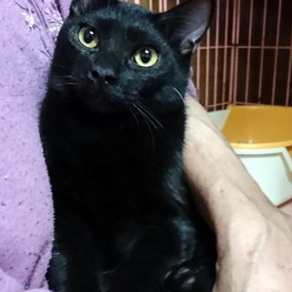 生後5ヶ月半★黒猫の男の子