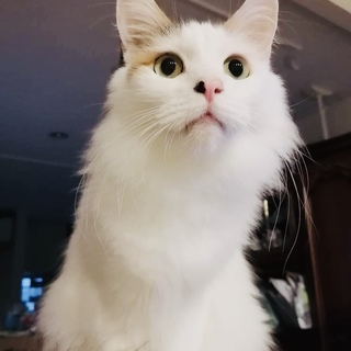 ふわふわゴージャス❤️おっとりみーちゃん