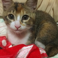 まろん