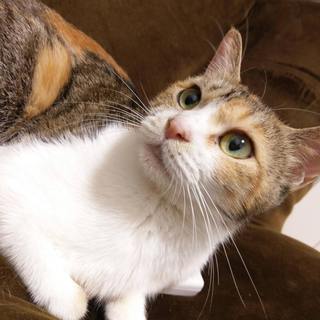 【ミケ 約1歳メス】きらら