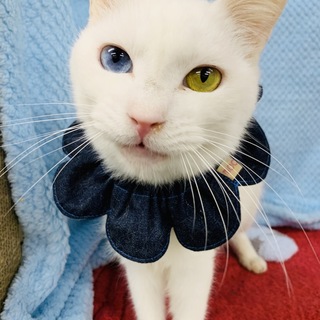 <サバイバーズ>モン太くん