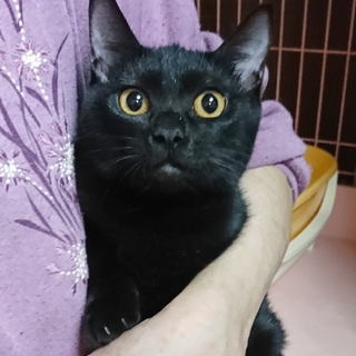 生後5ヶ月半★黒猫の女の子